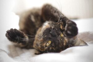 8 foto di gatti che si godono la vita al massimo
