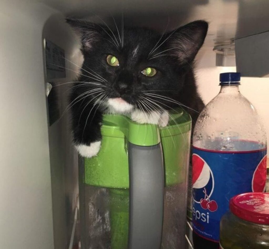gatto frigo bottiglie