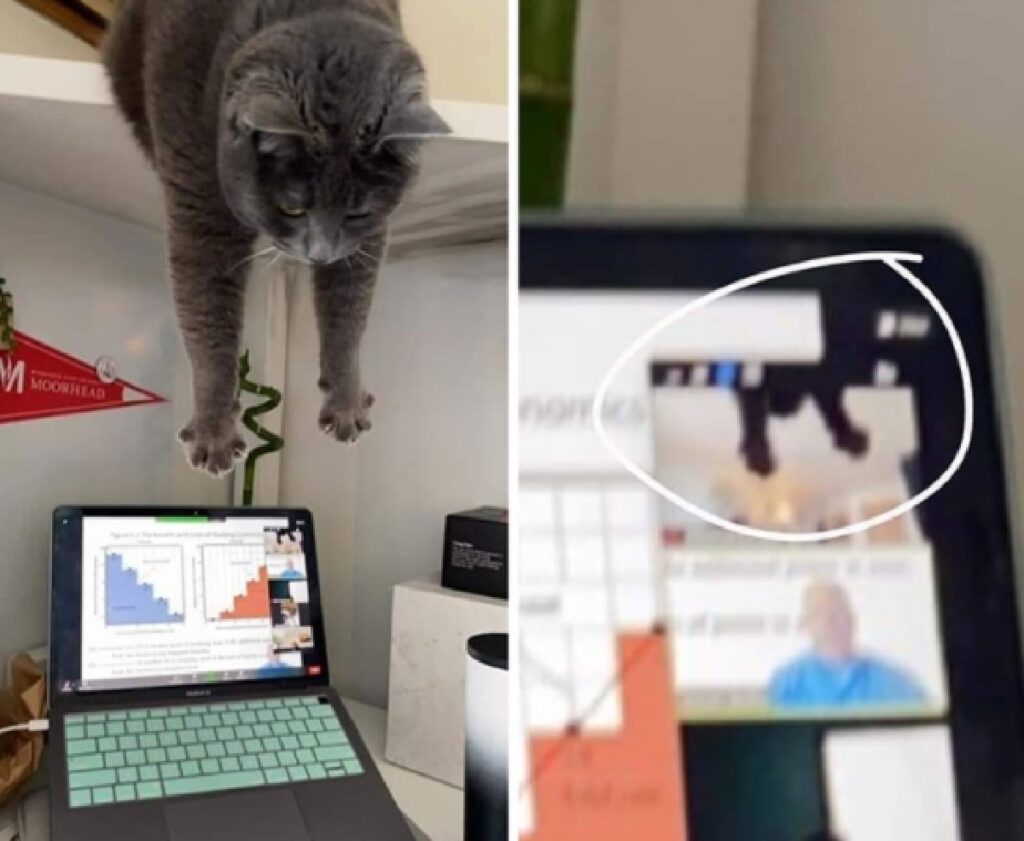 gatto webcam computer comparsa