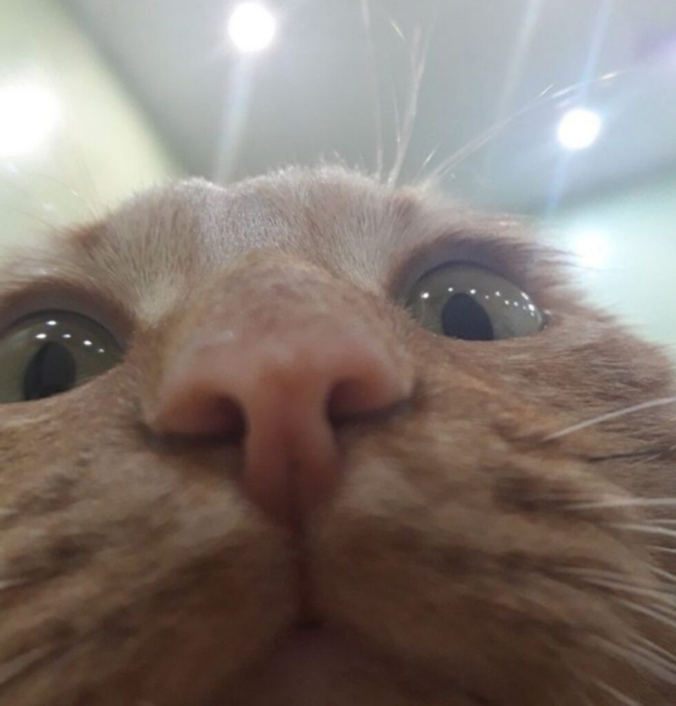 gatto selfie buffo