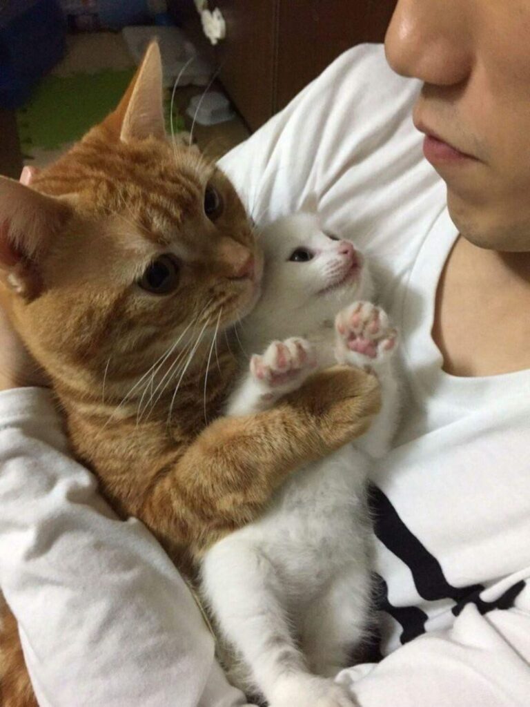gattino mamma braccio