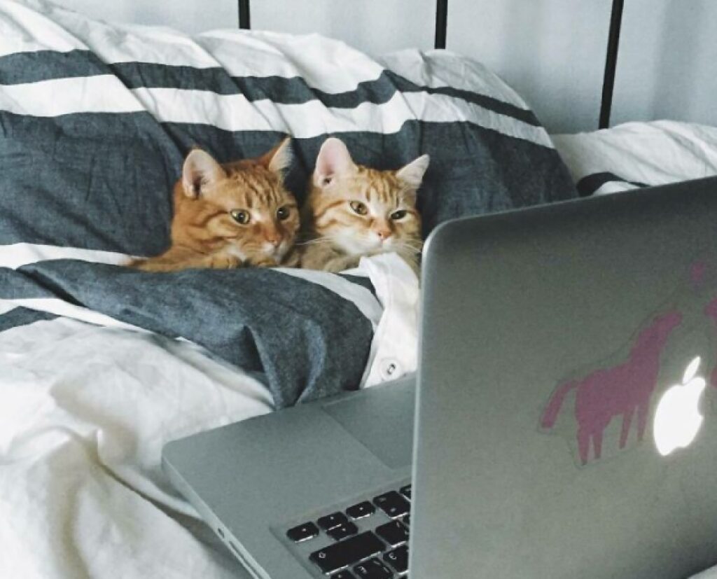 gatti in coppia sotto coperte