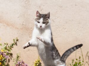 8 foto di gatti che vogliono affermare il loro dominio
