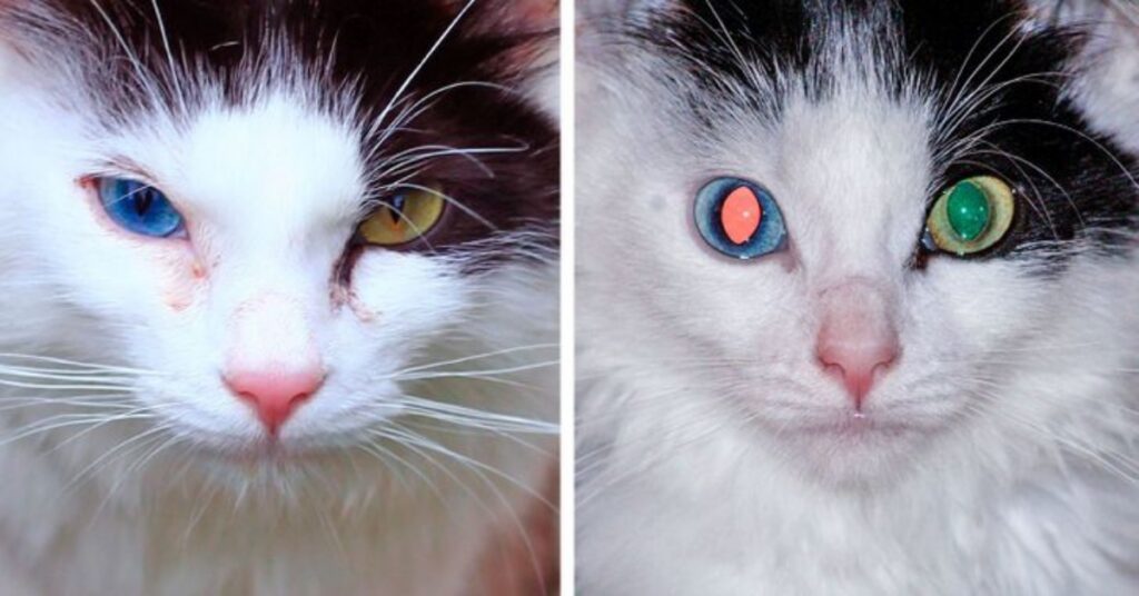 gatto occhi stupendi
