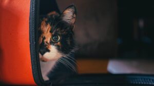 8 foto di gatti con delle caratteristiche uniche al mondo