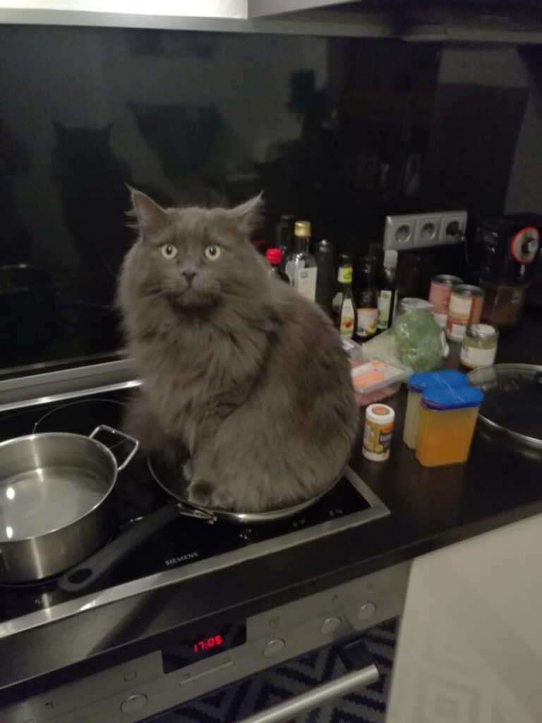 gatto padella cucina