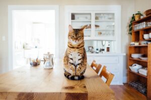 8 esilaranti foto di gatti decisamente “insensibili”