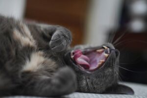 8 foto di gatti dormiglioni che ti cambieranno la giornata