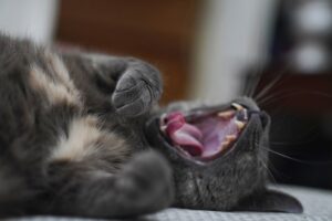 8 foto di gatti dormiglioni che ti cambieranno la giornata