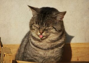 8 foto di gatti “paparazzati” tutte da ridere
