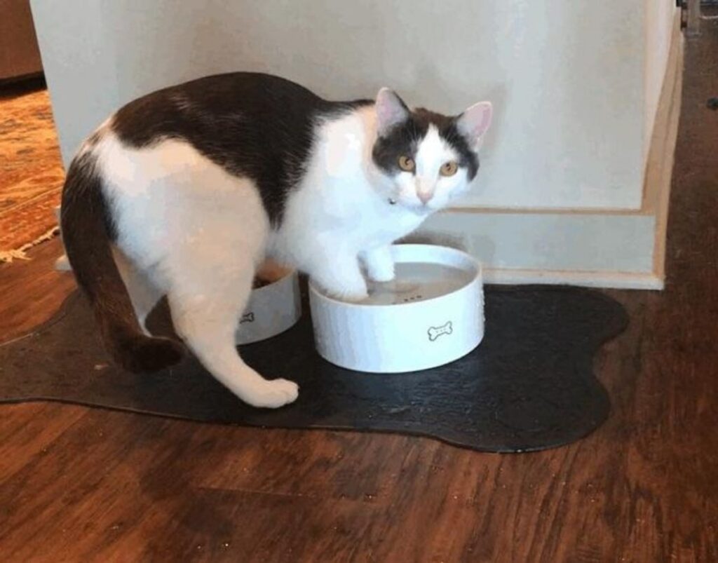 gatto zampe acqua