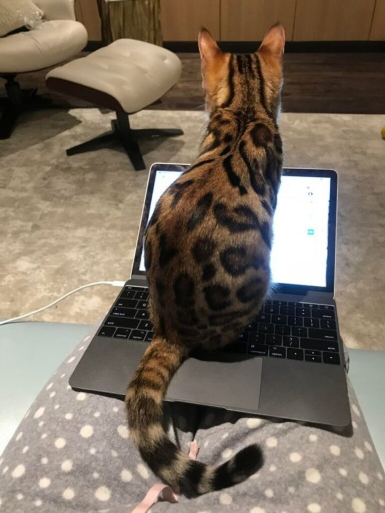 gatto leopardato tenero