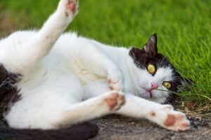 8 foto di gatti pasticcioni a cui è impossibile resistere