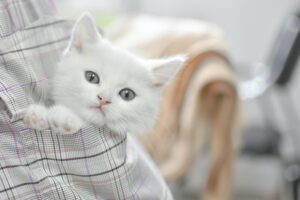 8 foto di gatti più simpatiche provenienti da tutto il mondo