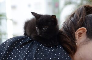 8 foto di gatti sulla spalla migliori di sempre