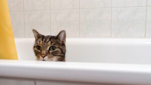 8 foto di gatti zuppi d’acqua che ti faranno ridere a crepapelle