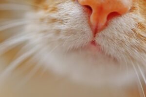 8 qualità del gatto: che cosa lo rende così unico e caratteristico?