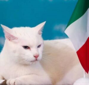 Gatto oracolo degli europei: il micio che dispensa pronostici