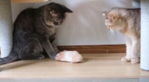 Adorabili gatti incontrano un piccolo criceto per la prima volta (VIDEO)
