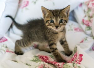Beniamino, il gattino abbandonato in una busta e salvato dai volontari dell’OIPA di Foggia (VIDEO)