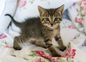 Beniamino, il gattino abbandonato in una busta e salvato dai volontari dell’OIPA di Foggia (VIDEO)