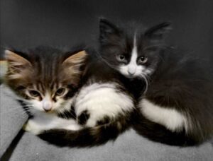 Charlie e Sally, i bellissimi gattini che cercano casa insieme