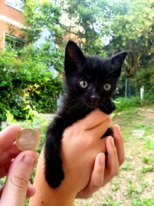 Dalì, il gattino abbandonato su una strada cerca una famiglia