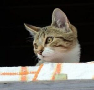 Gattino abbandonato che miagolava disperato alla porta: salvato dai vicini