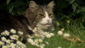 Il gatto Frankie torna a casa: la famiglia pensava fosse morto