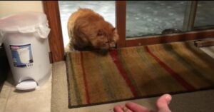 Il gatto abbandonato entra in una nuova casa per la prima volta (VIDEO)