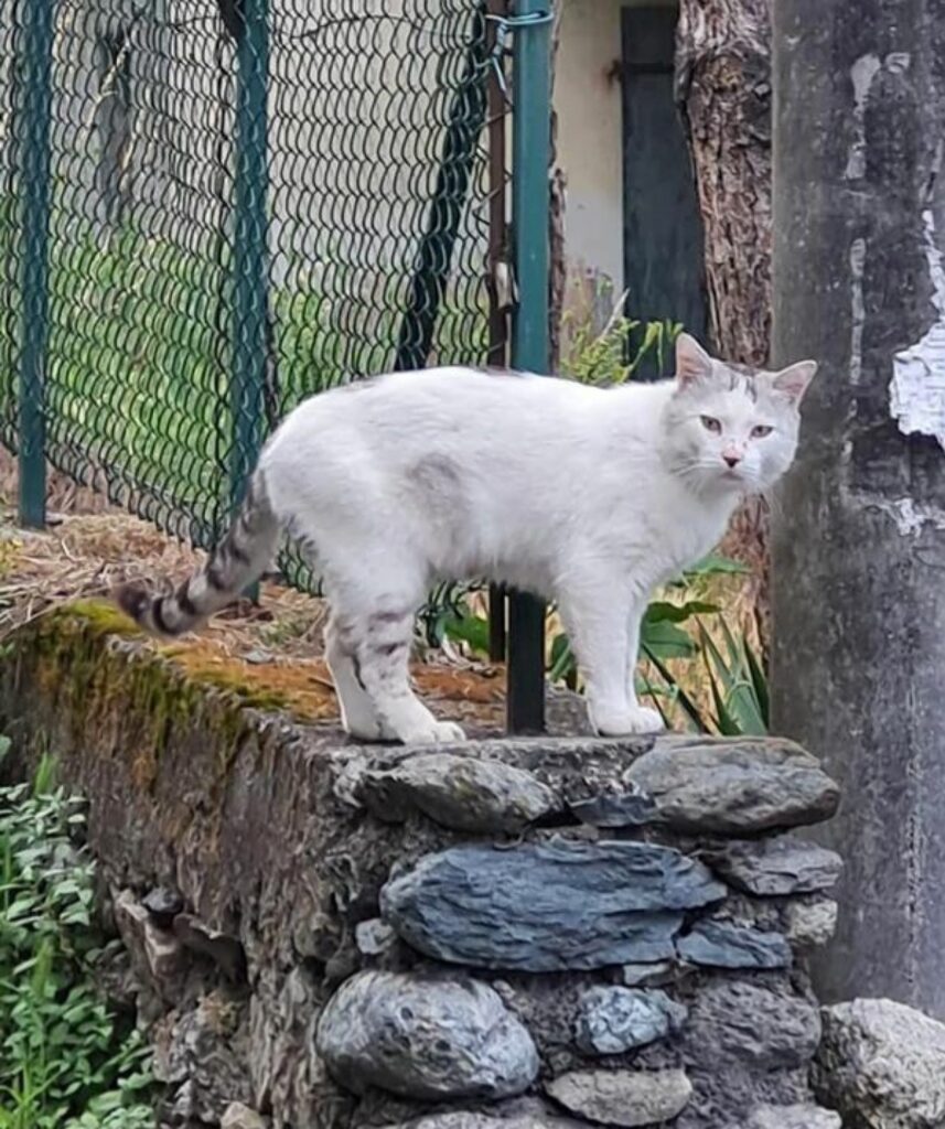 gatto killer di catione andevenno