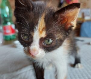 Greta: piccola gattina ha bisogno urgentemente di una famiglia