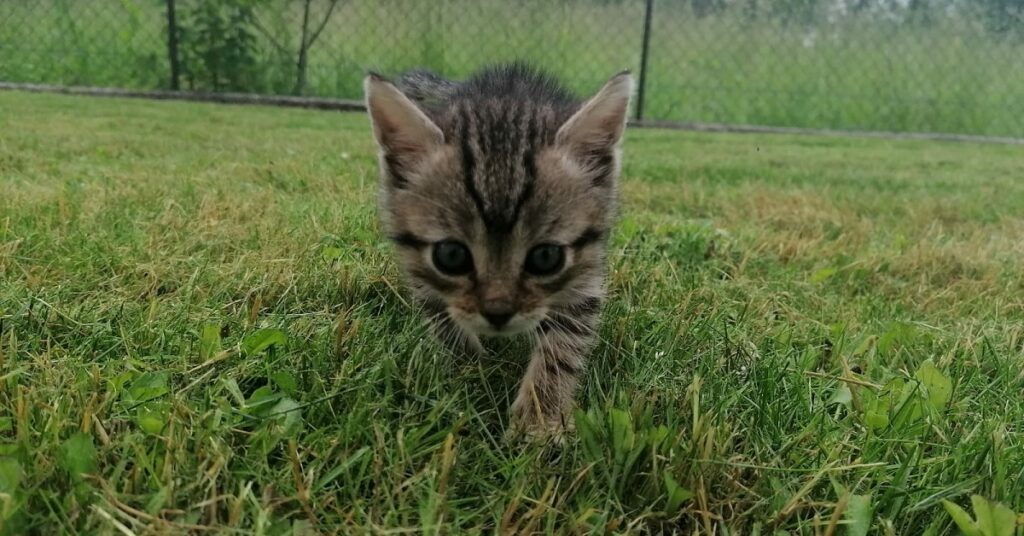 piccolo gatto cerca adozione