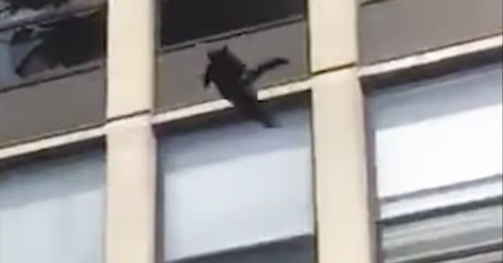 gatto si lancia dalla finestra