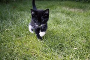 Il gattino incontra per la prima volta un drago barbuto (video)