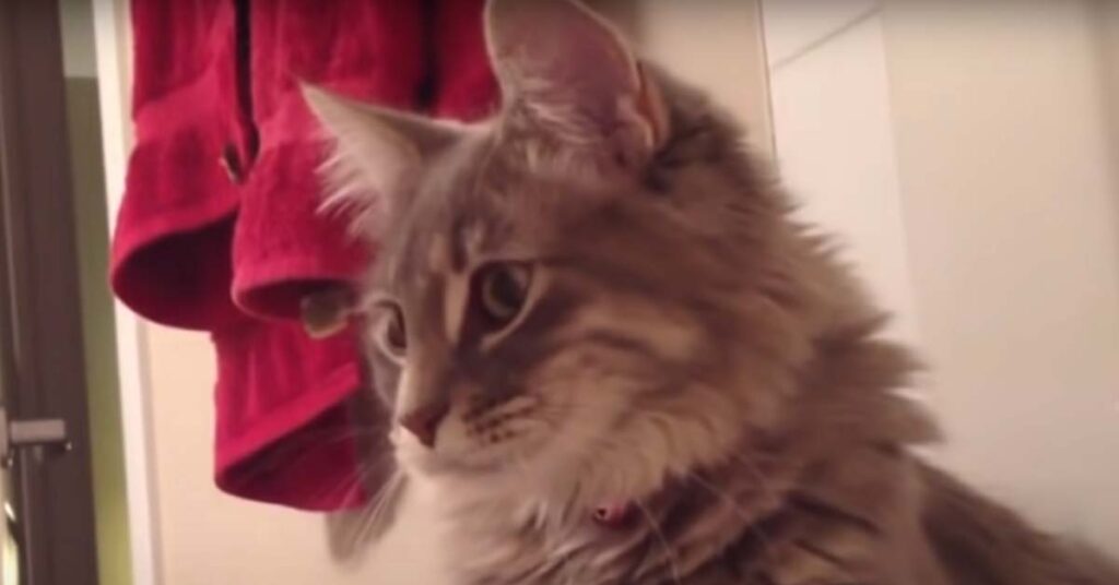 Primo piano di un Maine Coon