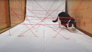 Il gatto Pusic prova ad affrontare una difficile Mission Impossible (video)