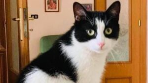 Lelluccio, la storia a lieto fine del gatto rimasto solo