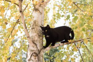 Leo: il gatto salito in cima a un albero e salvato dai pompieri (VIDEO)