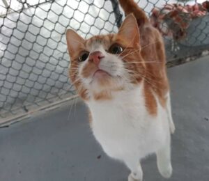 Lillo cerca casa: meraviglioso gattino aspetta proprio te