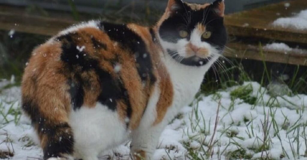 gatta in mezzo alla neve