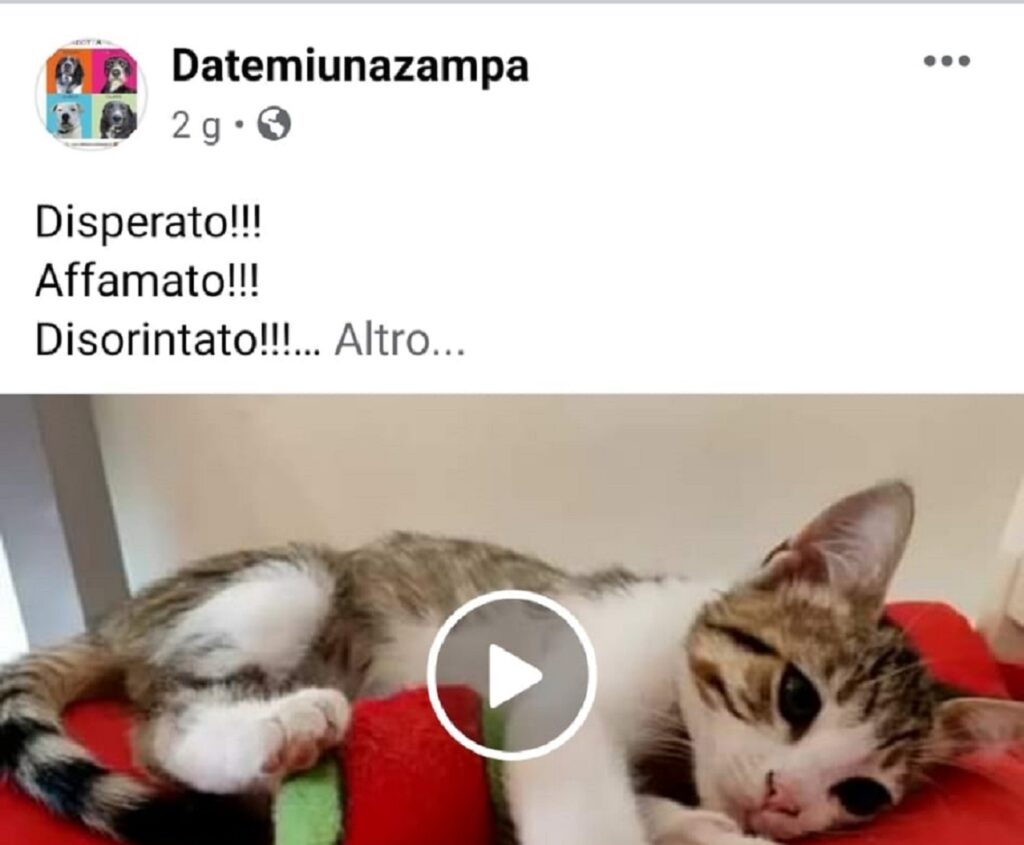 gattino cerca famiglia 