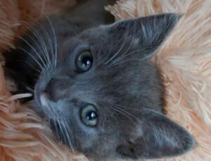 Pippy: adorabile gattina in cerca di casa e di tenerezza