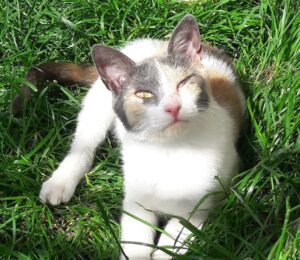 Soraya: chiusa da mesi in un gattile cerca finalmente una casa tutta per lei