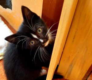 Tasso: piccolo e giocherellone cerca una padrona con cui vivere