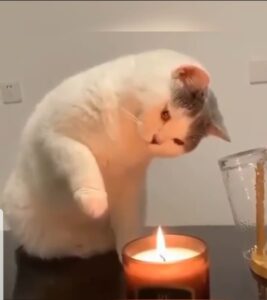 Tenero gattino prova a toccare una candela per la prima volta (VIDEO)