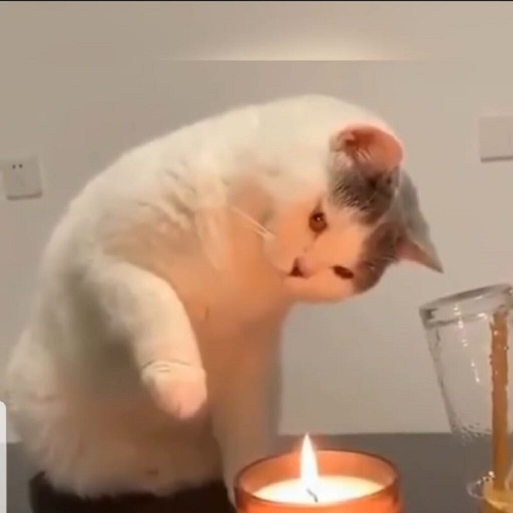 gatto e candela accesa 