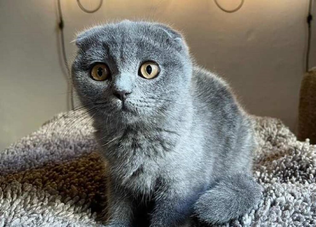 priscilla scottish fold