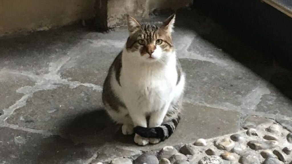 Vicenza piange Romeo, il gatto-sindaco diventato la mascotte del comune