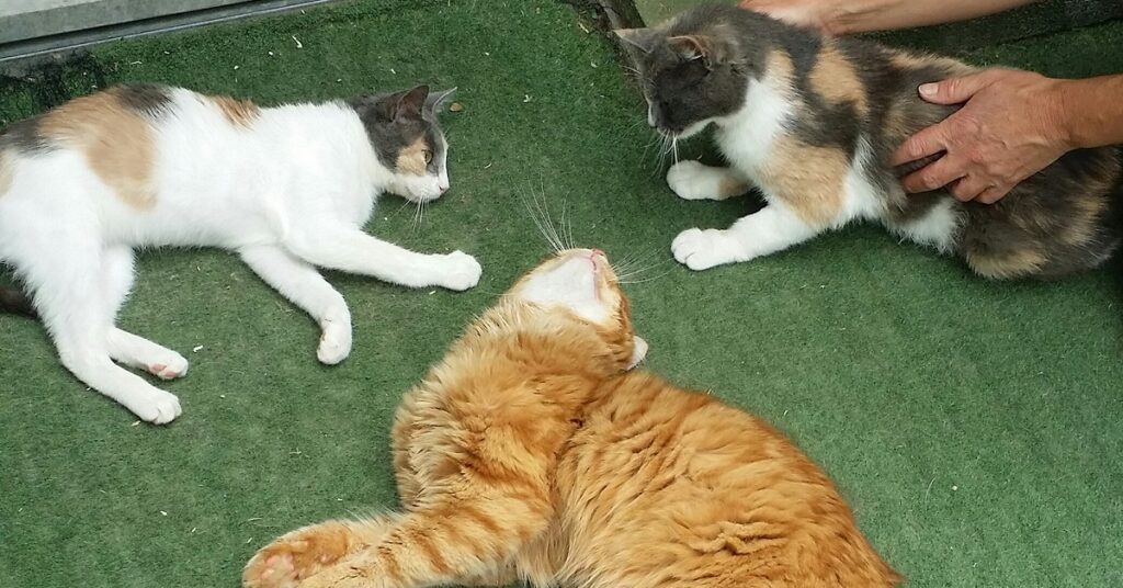 trio di gatti